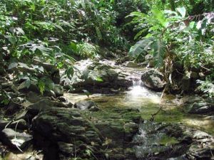 Regenwaldtouren auf Tobago in der Karibik. Erfahren Sie bei Tobago-Live alles um gut und zuverlässig organisierte Ausflüge und Adventure.