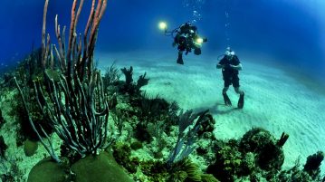 Tobago bietet eine große Zahl interessanter Tauchspots. Tobago-Live informiert über Ziele und seriöse Anbieter von Tauchtouren. Ideal auch für Anfänger im Tauchen. Bild (C) Pixabay