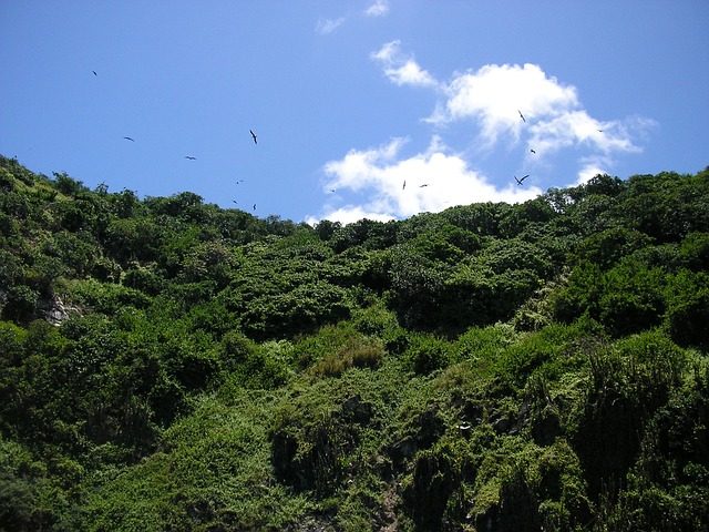 Main Ridge Forest Reserve