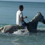 Tobago Schwimmen mit Pferden - Being with Horses