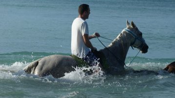 Tobago Schwimmen mit Pferden - Being with Horses
