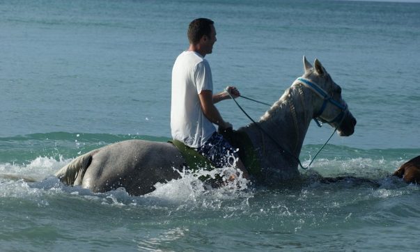 Tobago Schwimmen mit Pferden - Being with Horses