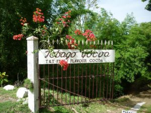 Kakao-Plantage Tobago Cocoa auf Tobago in Trinidad und Tobago der Karibik. Bester Rohstoff für Schokolade