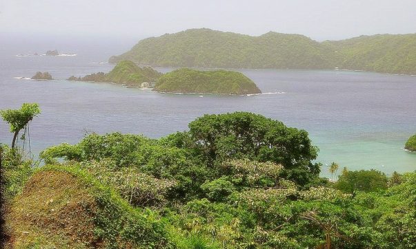 Regenwald am oberen Atlantik auf Tobago in der Karibik