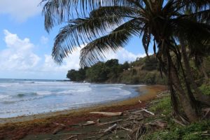 The Hope Bay on the Atlantic Ocean Tobago