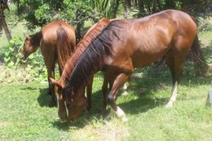 Mit Being with Horses aus Tobago auf Trinidad und Tobago sind wir mit Pferden zum Reiten unterwegs gewesen. Der Tagesausflug zum Kimme Museum in Mount Irvine hat Spaß gemacht.