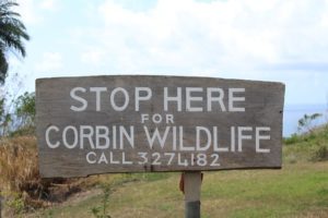 Corbin Local Wildlife ist ein gutes Ziel für Sightseeing, Natur, Tiere, Pflanzen, Schlangen, Schildkröten, Vögel auf Tobago und Trinidad und Tobago in der Karibik. Perfekt im Regenwald gelegen.