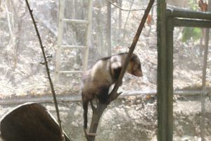 This possum will soon be released back into the wild