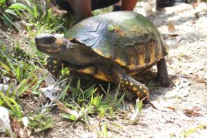 Schildkröte im Corbin Local Wildlife auf Tobago