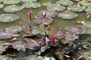 The caimans can leave the pond and the terrain whenever they want