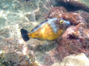 Bunte Unterwasserwelt in der Karibik in der Cotton Bay auf Tobago. Schnorcheln mit dem Katamaran Picante bei einem Ausflug.