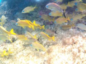 Die Küste an der Karibik auf Tobago und Trinidad und Tobago ist grün. Es gibt auch Sandstrand und Strand. Mit der Bootstour mit Alibaba aus CAstara erkundent man die Insel. Auch mit BBQ im Nylon Pool, Buccoo Reef und No Man´s Land.