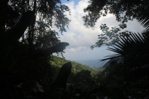 Wasserfall im Main Ridge Forest Regenwald auf Tobago