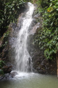 Wasserfall im Main Ridge Forest Regenwald auf Tobago