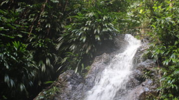 Main Ridge Forest Regenwald auf Tobago