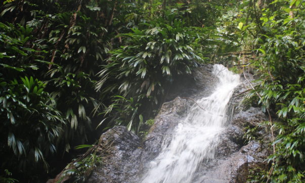 Main Ridge Forest Regenwald auf Tobago